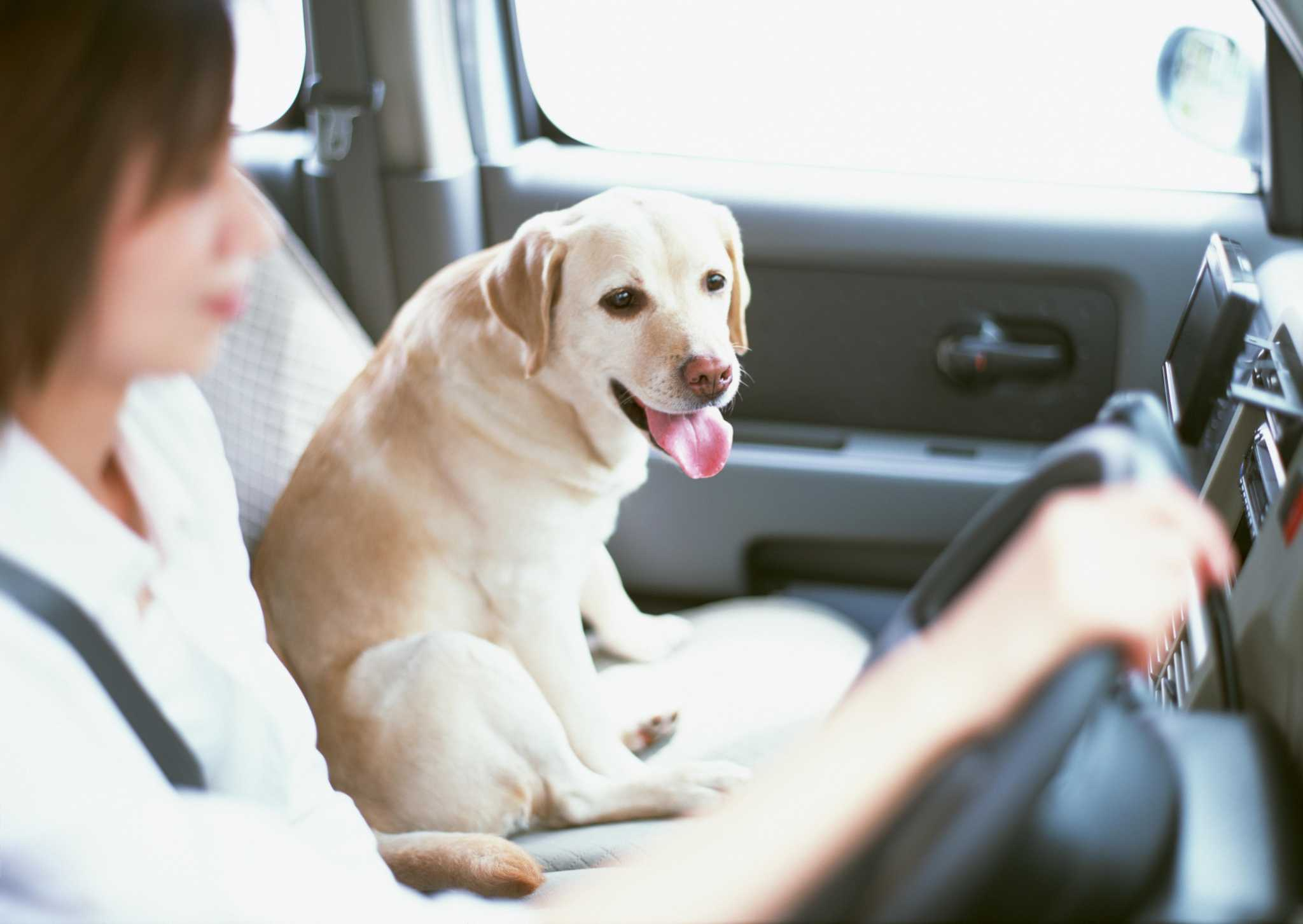 pet taxi london